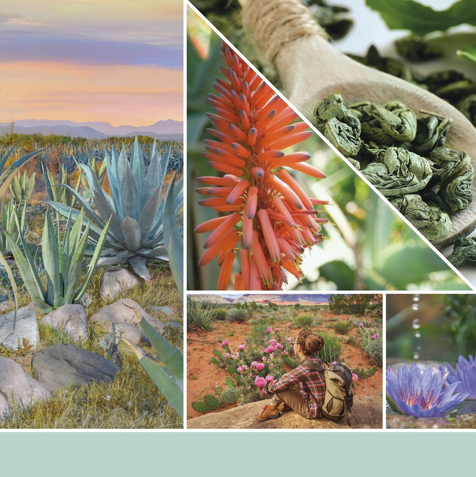 HMFC0112_YC_EMEA_SS23_Fragrance2D_AloeAgave_R2 Aloe & Agave Signature Medium Jar 368g 2-Docht