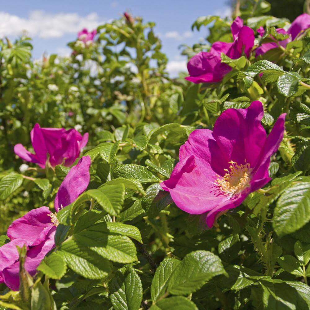 Wild Rose 602g (Chrome)