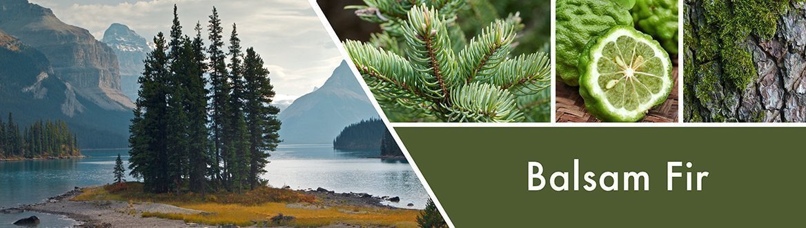 Balsam Fir 680g