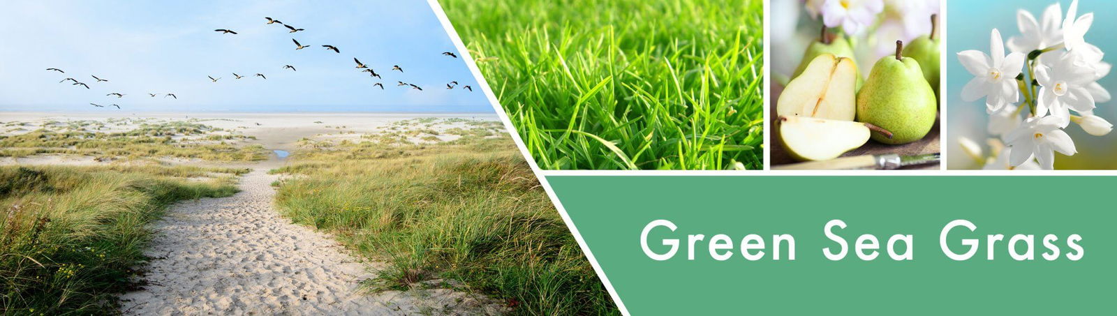 Green Seagrass 411g