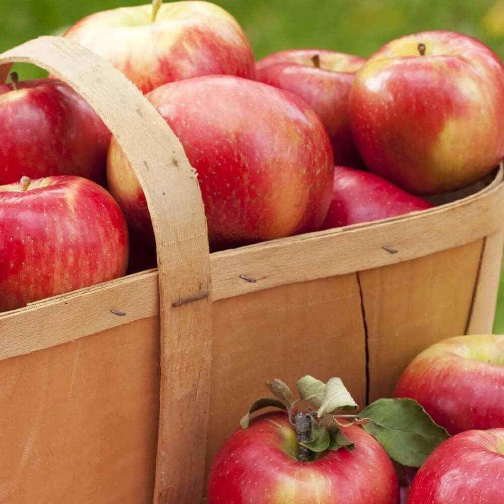 Village-Candle-Crisp-Apple