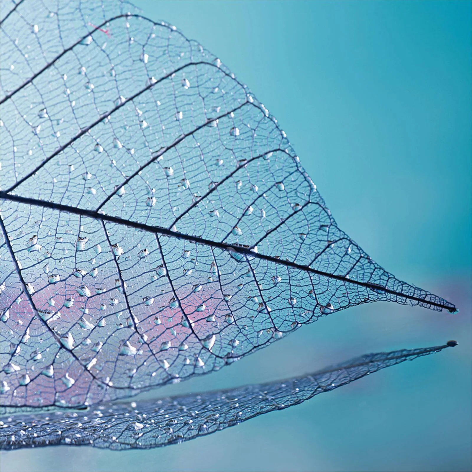 Purity Purity 602g (Chrome)