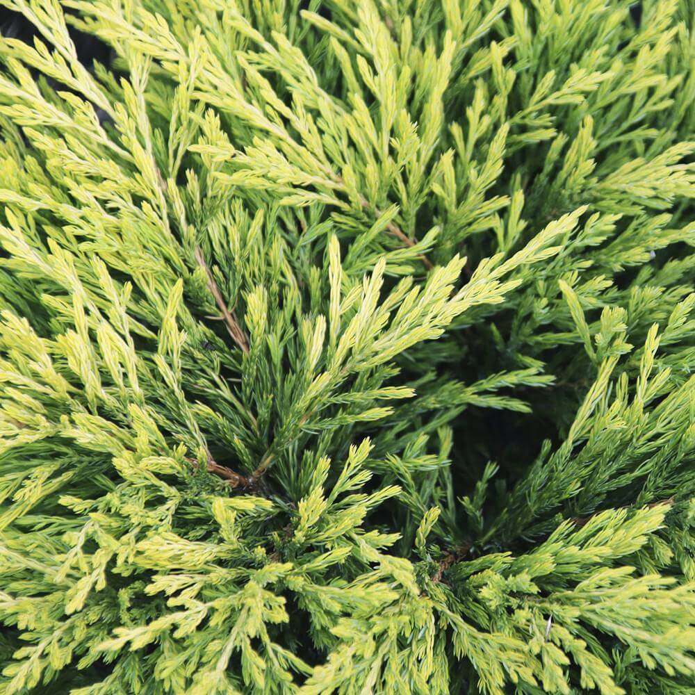 White Cedar 602g