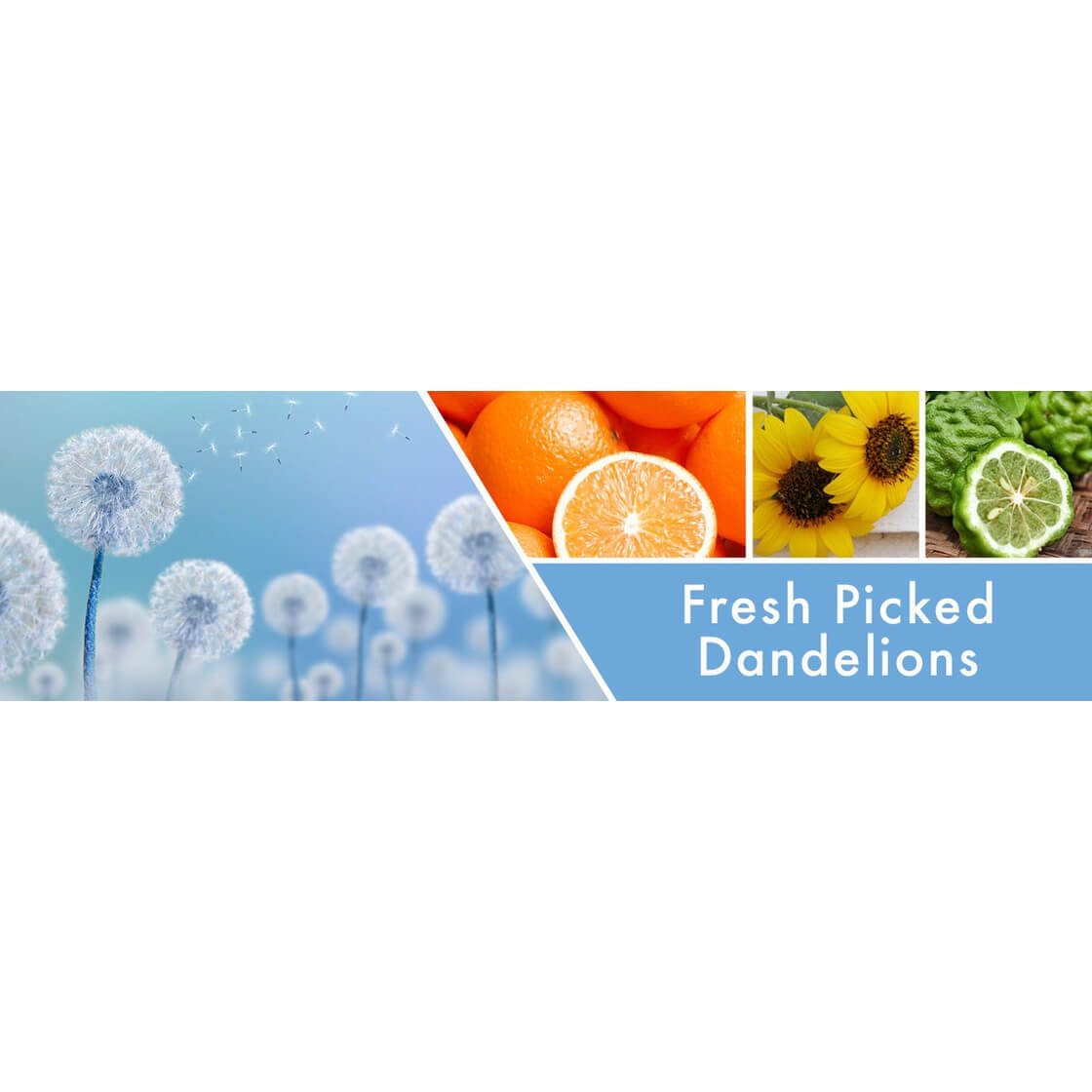 Fresh Picked Dandelions 411g (3-Docht)