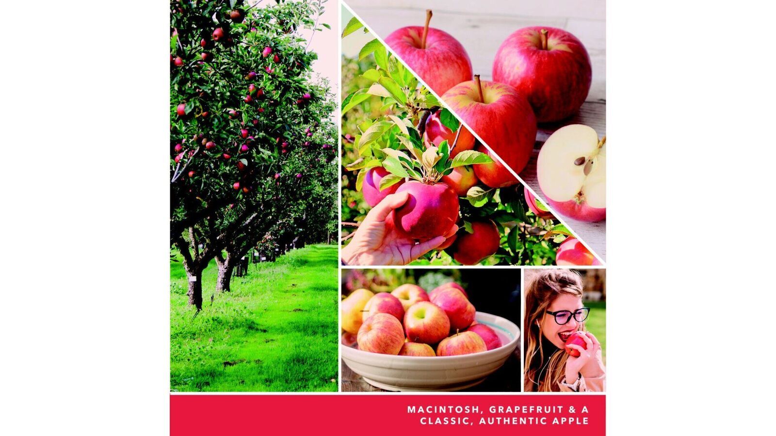 macintoshus1 Macintosh 623g