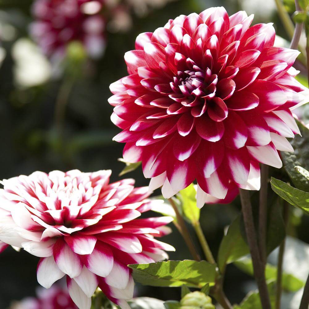 Village Candle Dahlia