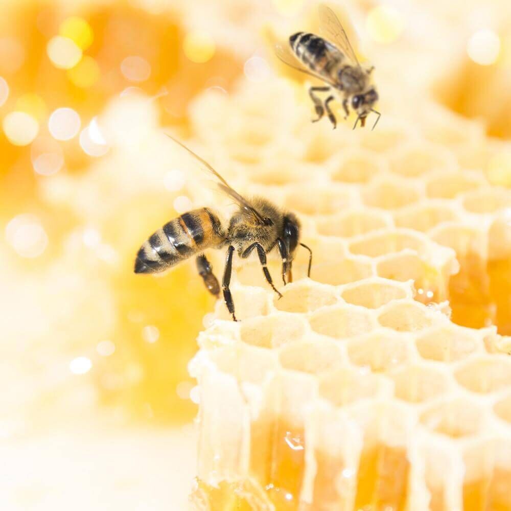 Village-Candle-Honey-Comb Honey Comb 602g