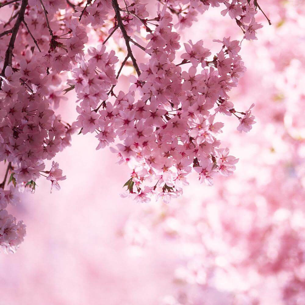 Cherry Blossom 602g