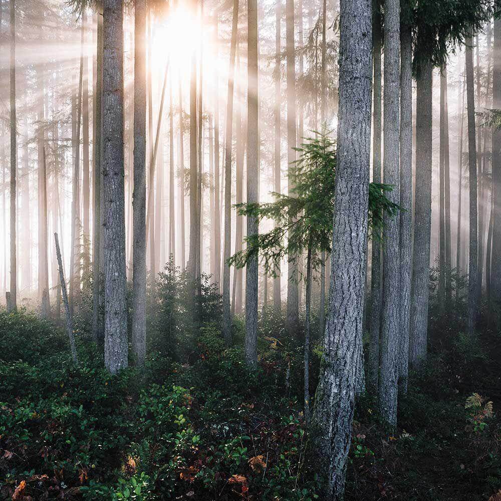 Forest Morning 602g