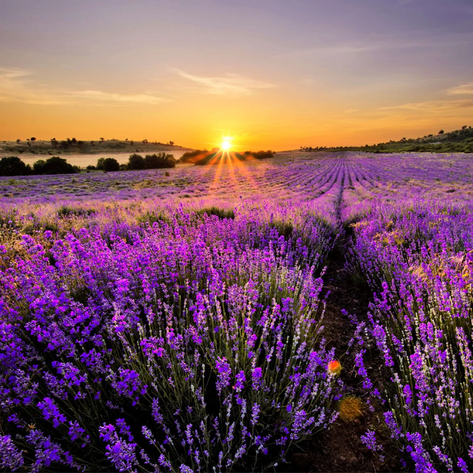 Lavender Lavender 389g