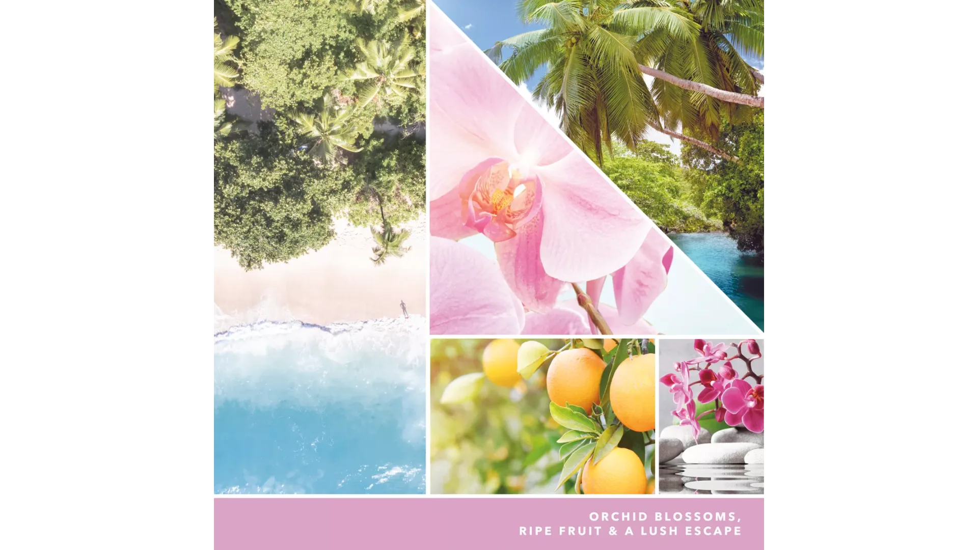 Download-40 Wild Orchid 37g