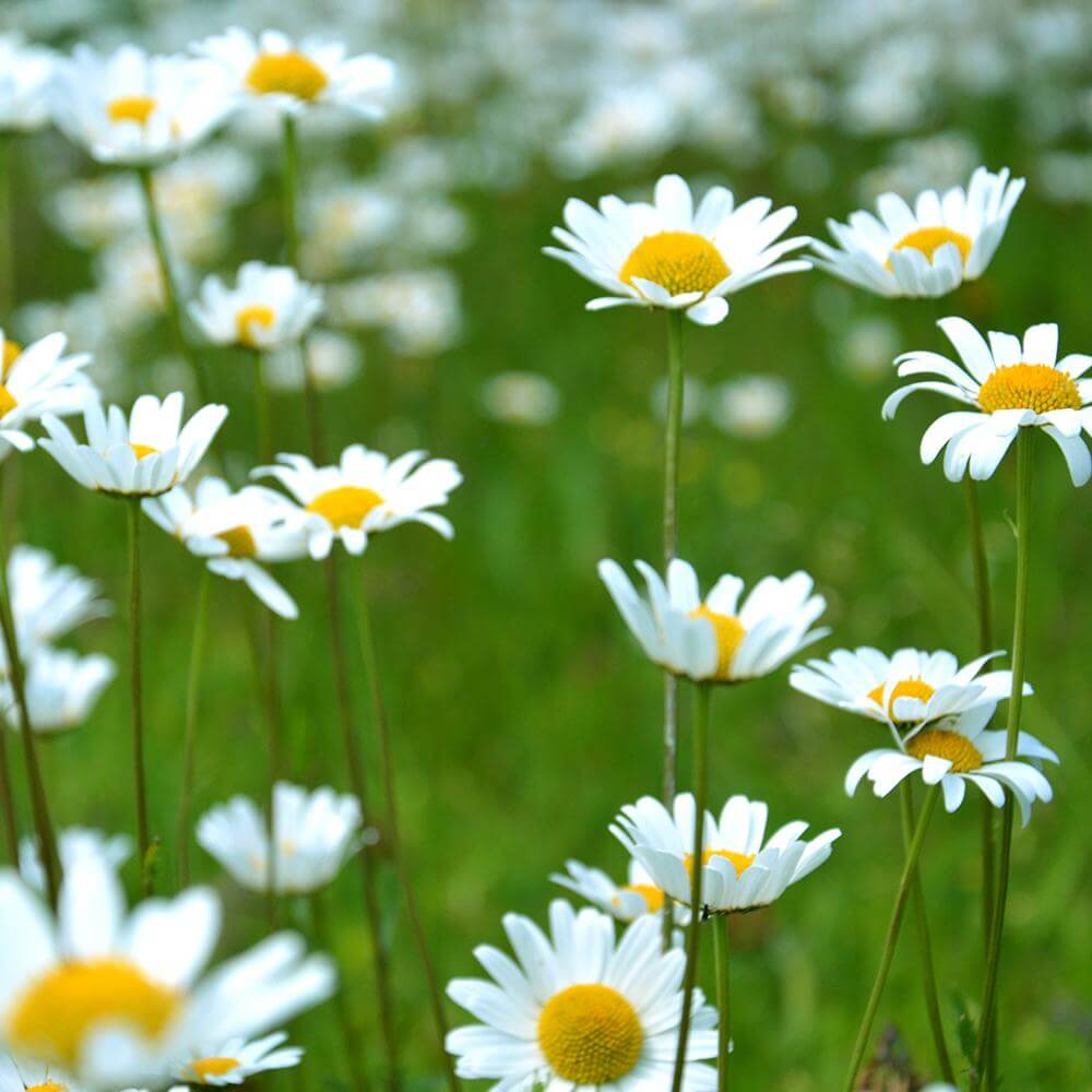 Dancing Daisies 602g