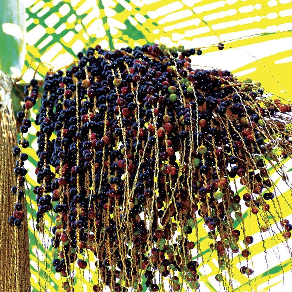 Village-Candle-Acai-Berries-Fruit Acai Berry Tobac 389g (Glas)