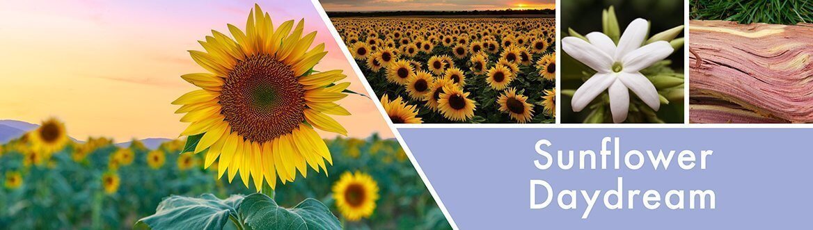Sunflower-Daydream-Fragrance-Notes_204f11de-8167-4a28-98ef-925ac1d77b21