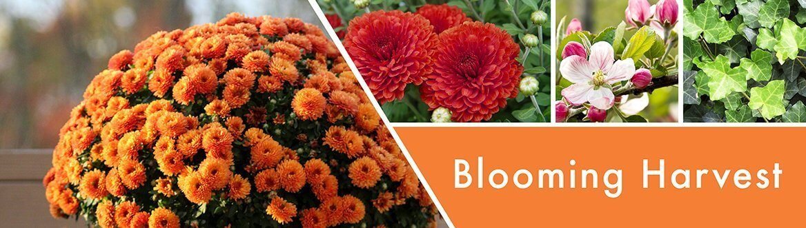 Blooming-Harvest-Fragrance