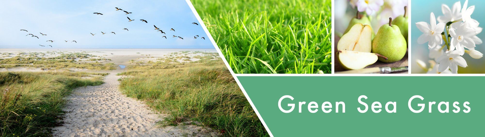 Green-Sea-Grass