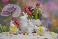 Küken Marco stehend L